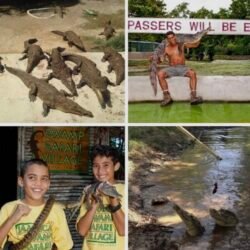 Swamp Safari Tour , Falmouth, Jamaica